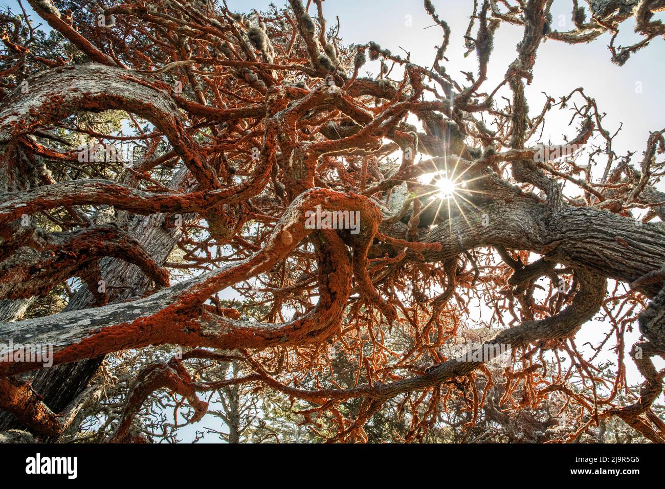 Monterey Zypressen bedeckt mit Orangenalgen (Trentepohlia flava) im Point Lobos State Park, Kalifornien. Stockfoto
