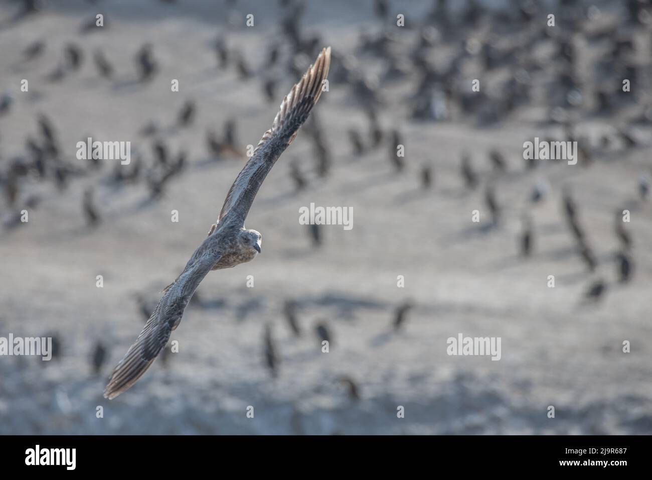 Eine fliegende Westmöwe (Larus occidentalis), deren braunes Gefieder anzeigt, dass sie ein Jungtier ist. Im Point lobos State Natural Reserve, Kalifornien. Stockfoto