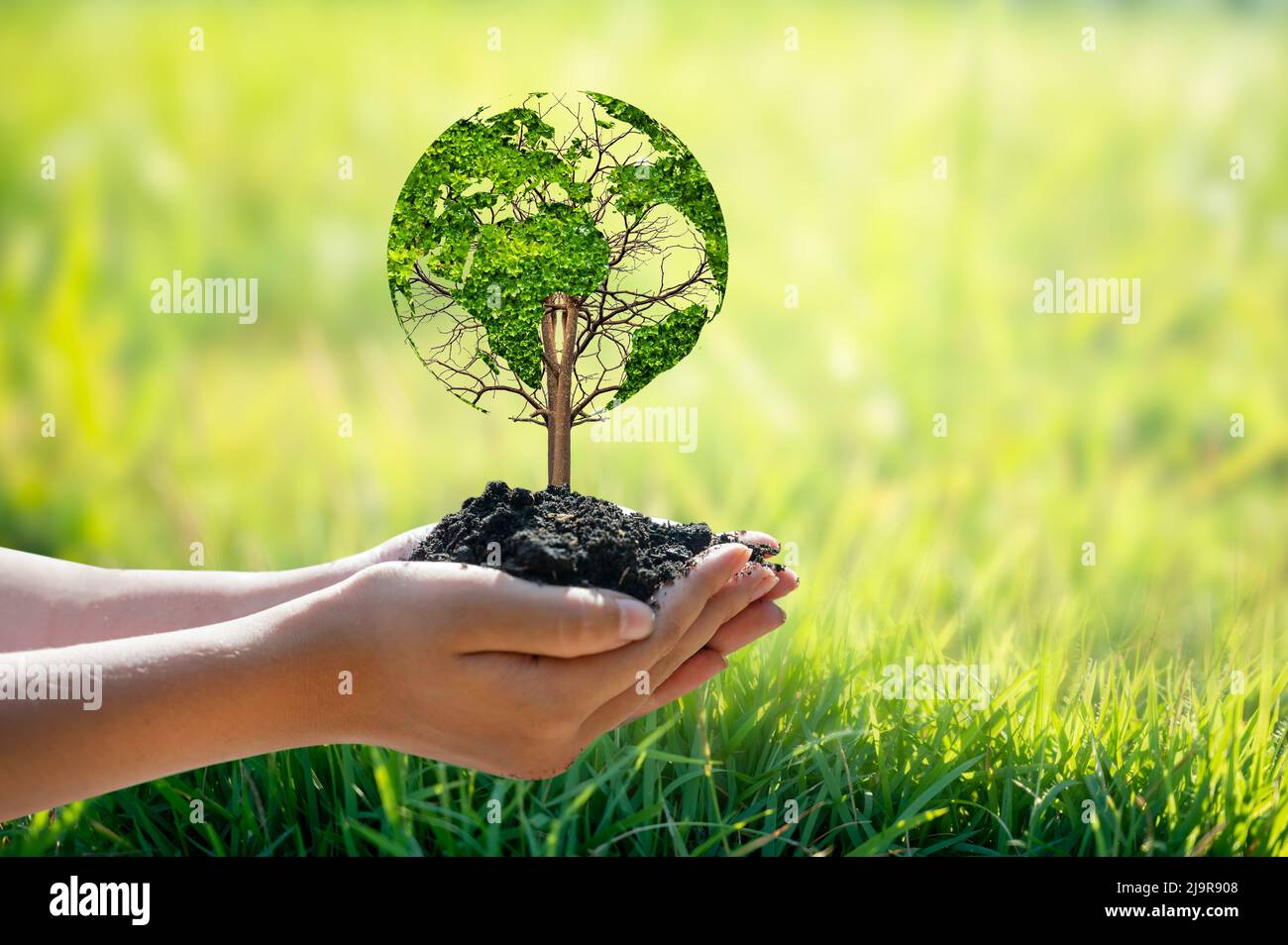 Ein Baum mit Blättern der Weltkarte, Konzept, Umwelt, retten die Welt Stockfoto