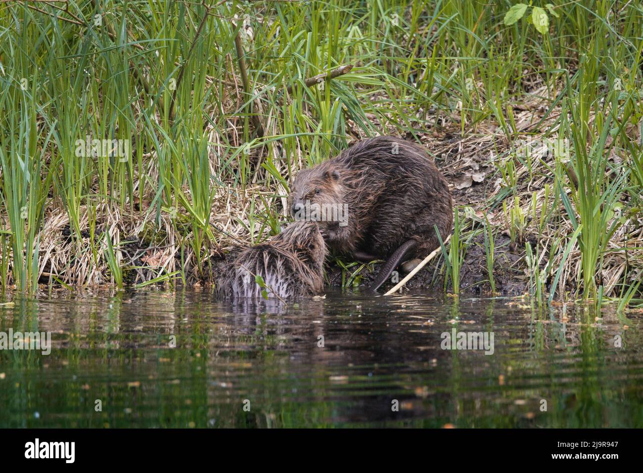 Zwei niedliche junge Biber küssen sich in der Aare in Belpau Stockfoto