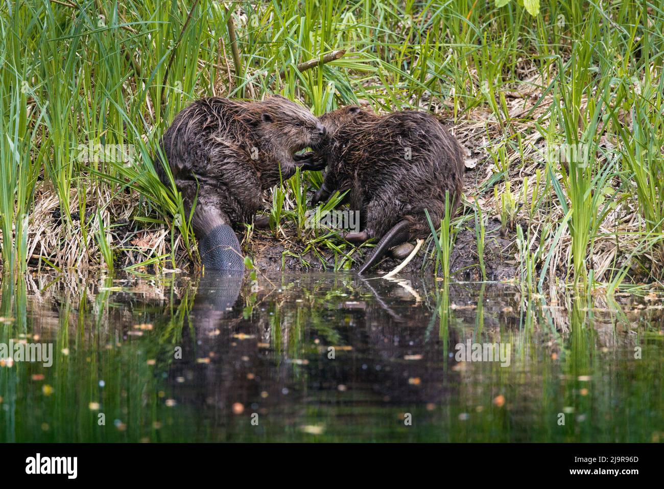 Zwei niedliche junge Biber küssen sich in der Aare in Belpau Stockfoto