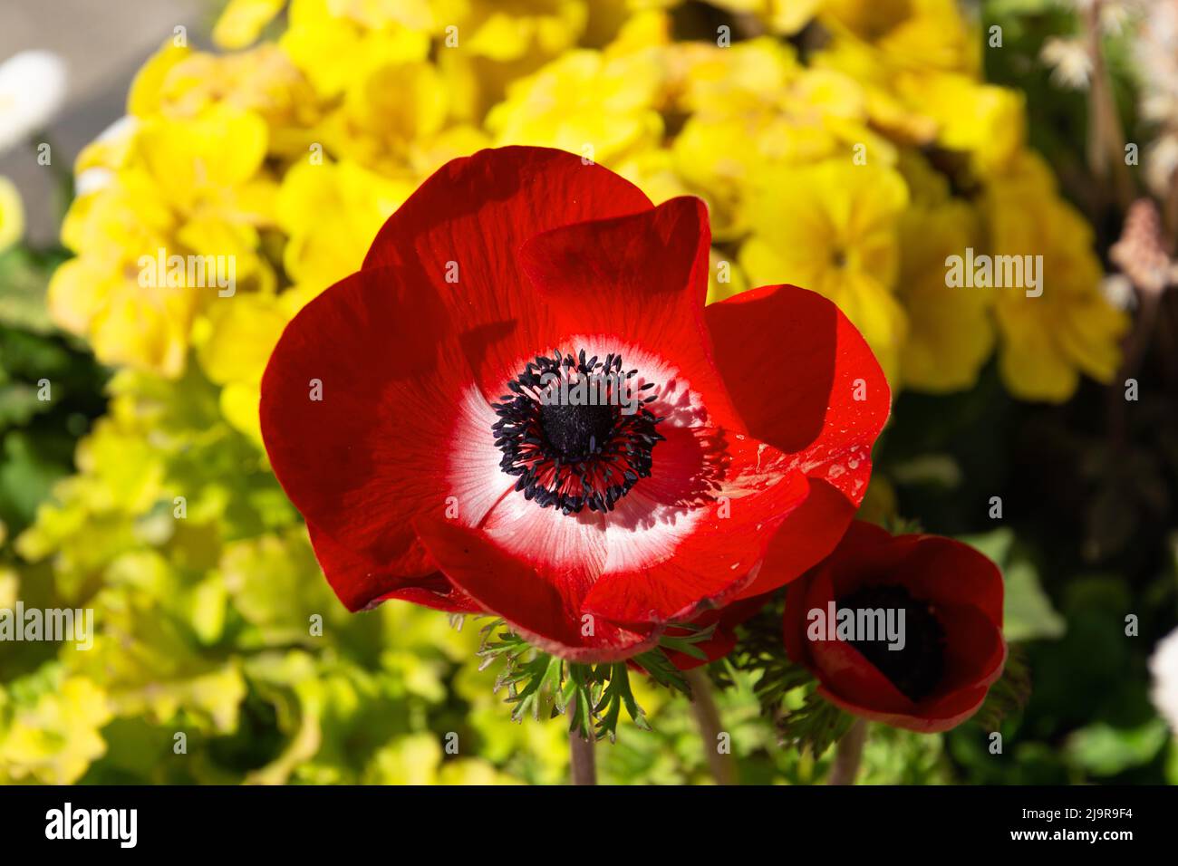Anemone coronaria oder Windblume in Blüte mit roten und weißen Blütenblättern und schwarzen Stempeln in der Mitte im april Stockfoto