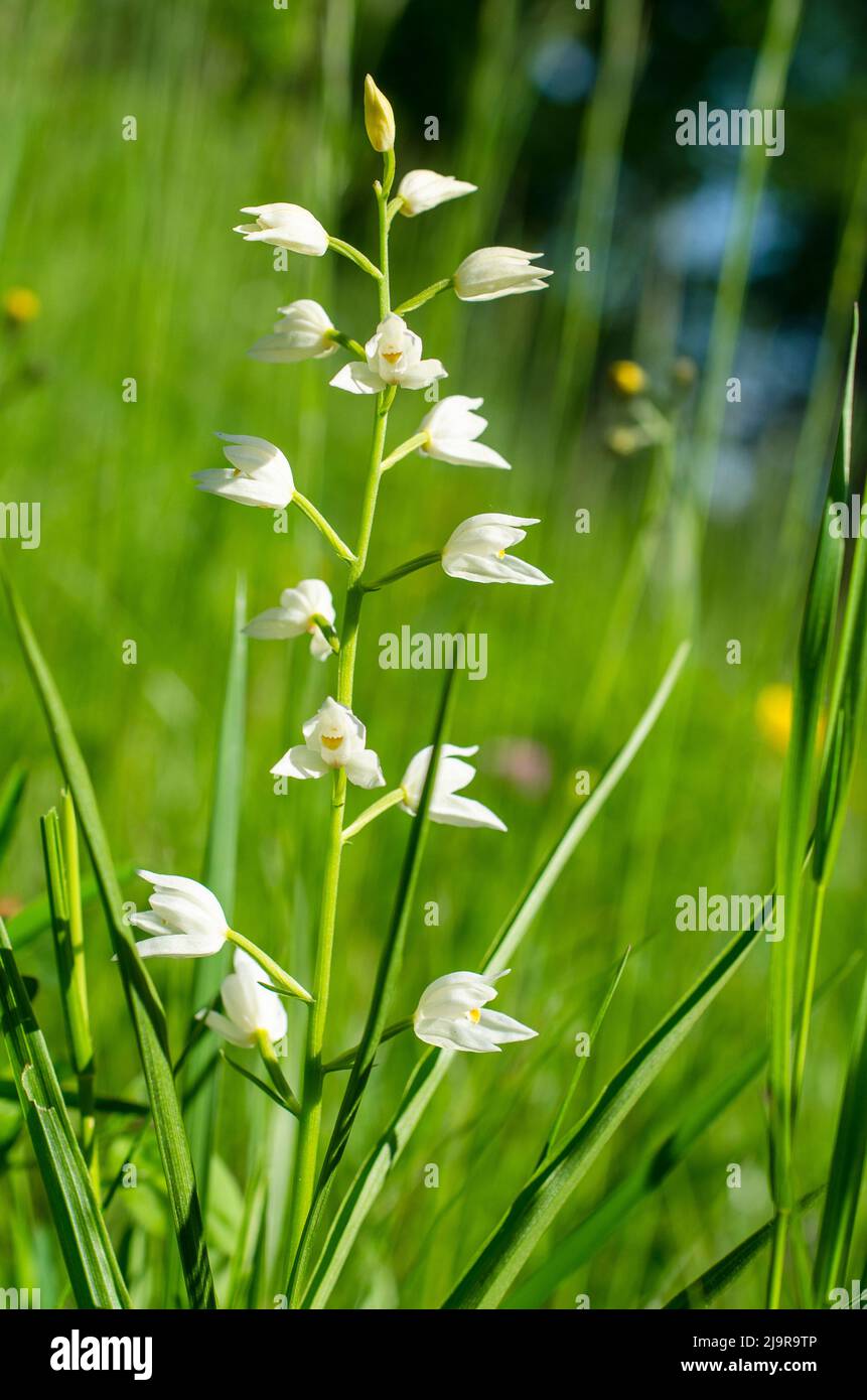 Cepalanthera longifolia, das schmal-blättrige Helleborin, das schwertblättrige Helleborin oder das langblättrige Helleborin. Stockfoto