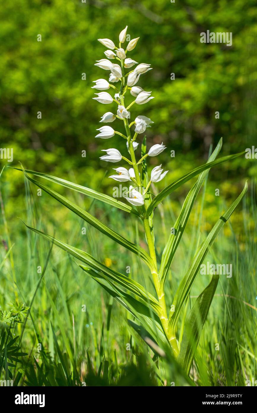 Cepalanthera longifolia, das schmal-blättrige Helleborin, das schwertblättrige Helleborin oder das langblättrige Helleborin. Stockfoto