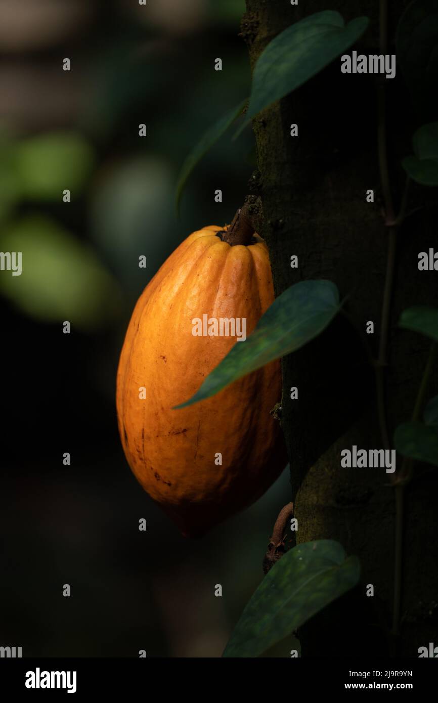 Kakaobaum, Theobroma cacao L. (Kakao) Frucht auf Stamm von immergrünen Baum in der Familie Malvaceae. Stockfoto