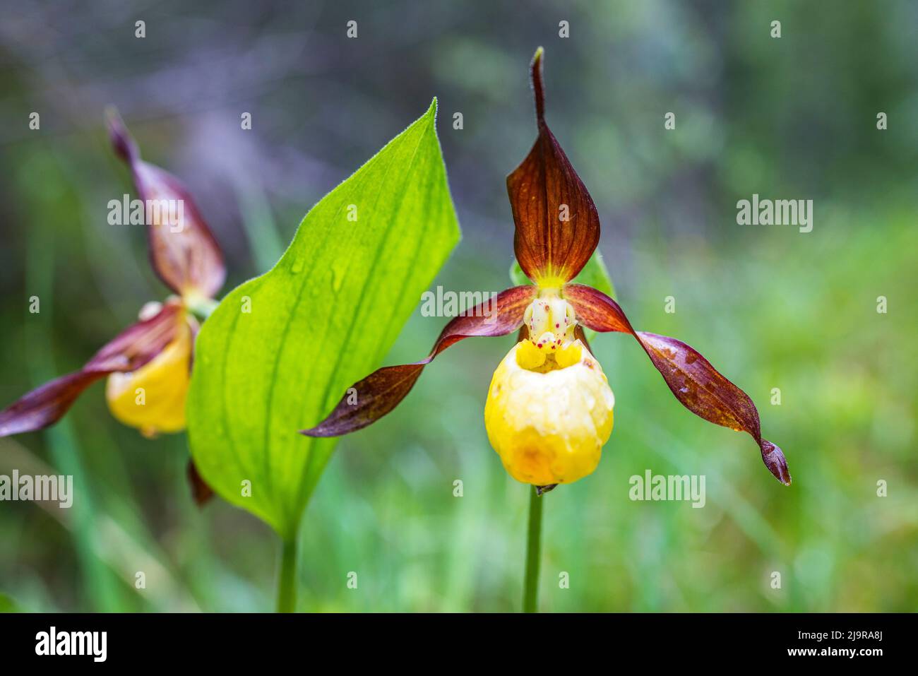 Cypripedium calceolus ist eine Frauenschuh-Orchidee und die Typusart der Gattung Cypripedium. Stockfoto