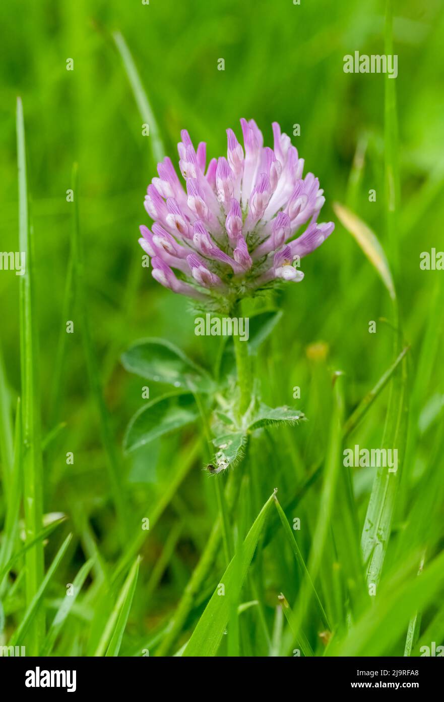 Eine wunderschöne Blume aus rosa Kleeblatt (Trifolium pratense), die zwischen Gras wächst Stockfoto