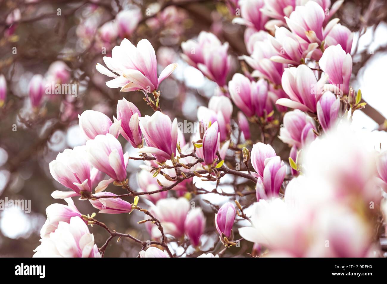 Frühling floralen Hintergrund, schöne blühte Licht, rosa Magnolien Blumen in einem weichen Licht, selektive Fokus, Naturkonzept Stockfoto