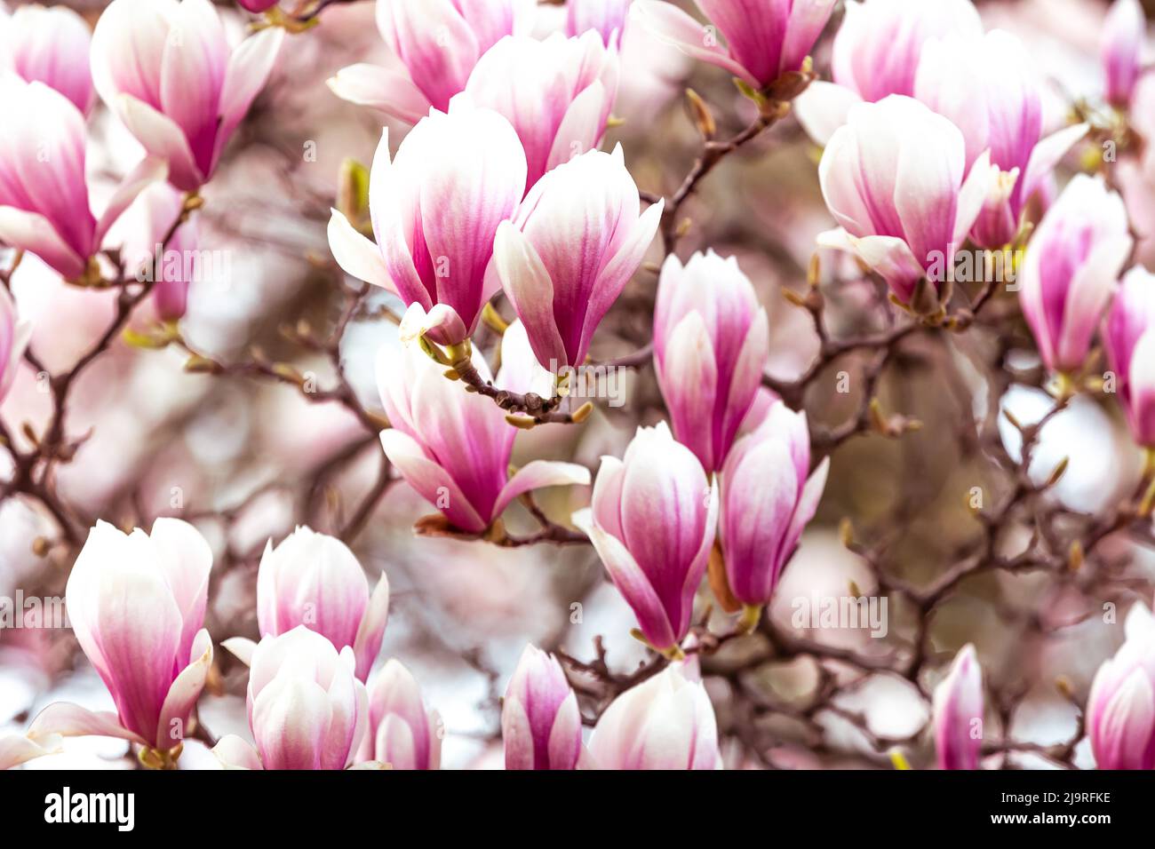 Frühling floralen Hintergrund, schöne blühte Licht, rosa Magnolien Blumen in einem weichen Licht, selektive Fokus, Naturkonzept Stockfoto