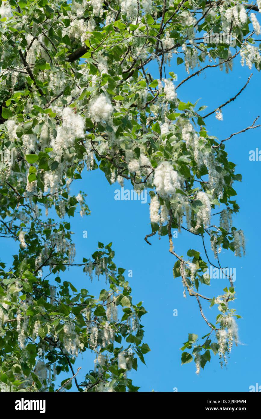 Italien, Lombardei, Samen von einem schwarzen Pappelbaum, Populus Nigra Stockfoto