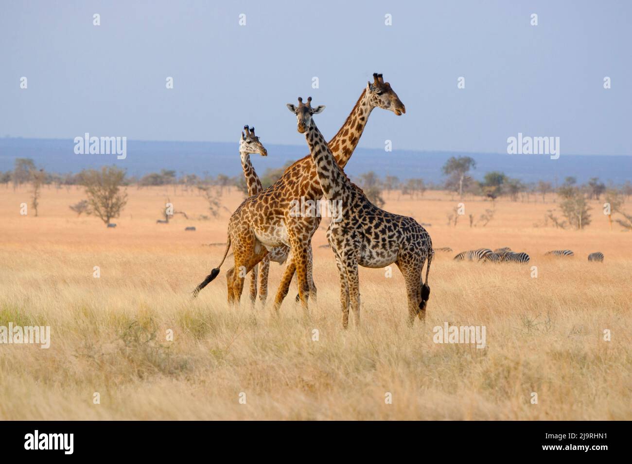 Afrika, Tansania. Eine Gruppe Giraffen steht in den offenen Savannengräsern. Stockfoto