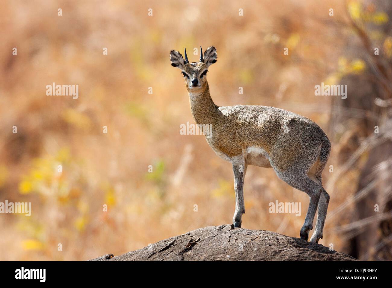 Afrika, Tansania. Porträt eines Make Klipspringer auf einem Felsen. Stockfoto