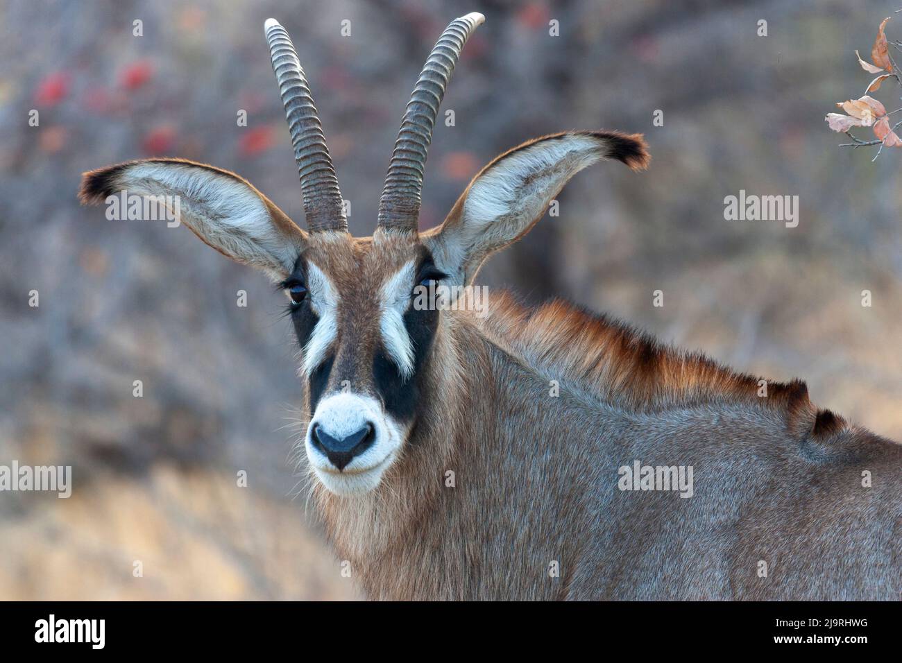Afrika, Tansania. Kopfschuss einer Roan-Antilope. Stockfoto
