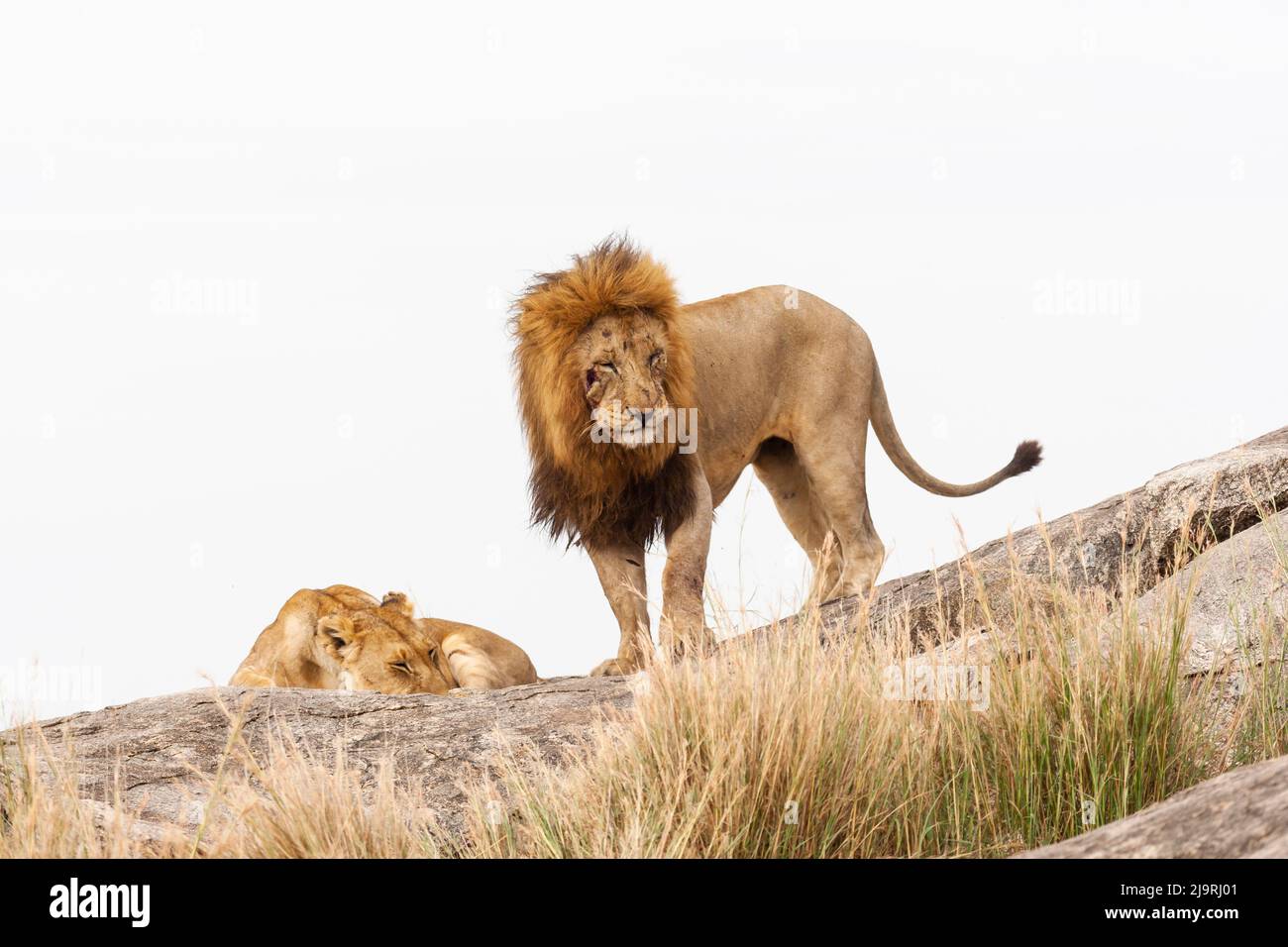 Afrika, Tansania. Bild eines männlichen Löwen, der das Weibchen gewonnen hat, aber ein stark vernarbtes Gesicht hat. Stockfoto