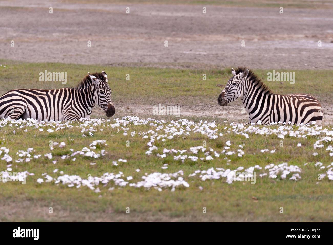 Afrika, Tansania. Zwei Zebras liegen zwischen weißen Blüten. Stockfoto