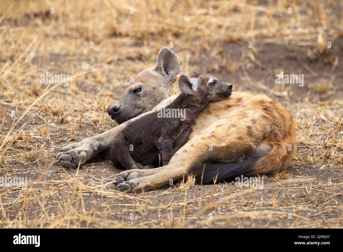 Afrika, Tansania. Ein Hyäne-Welpen schmiegt sich an einen Erwachsenen. Stockfoto