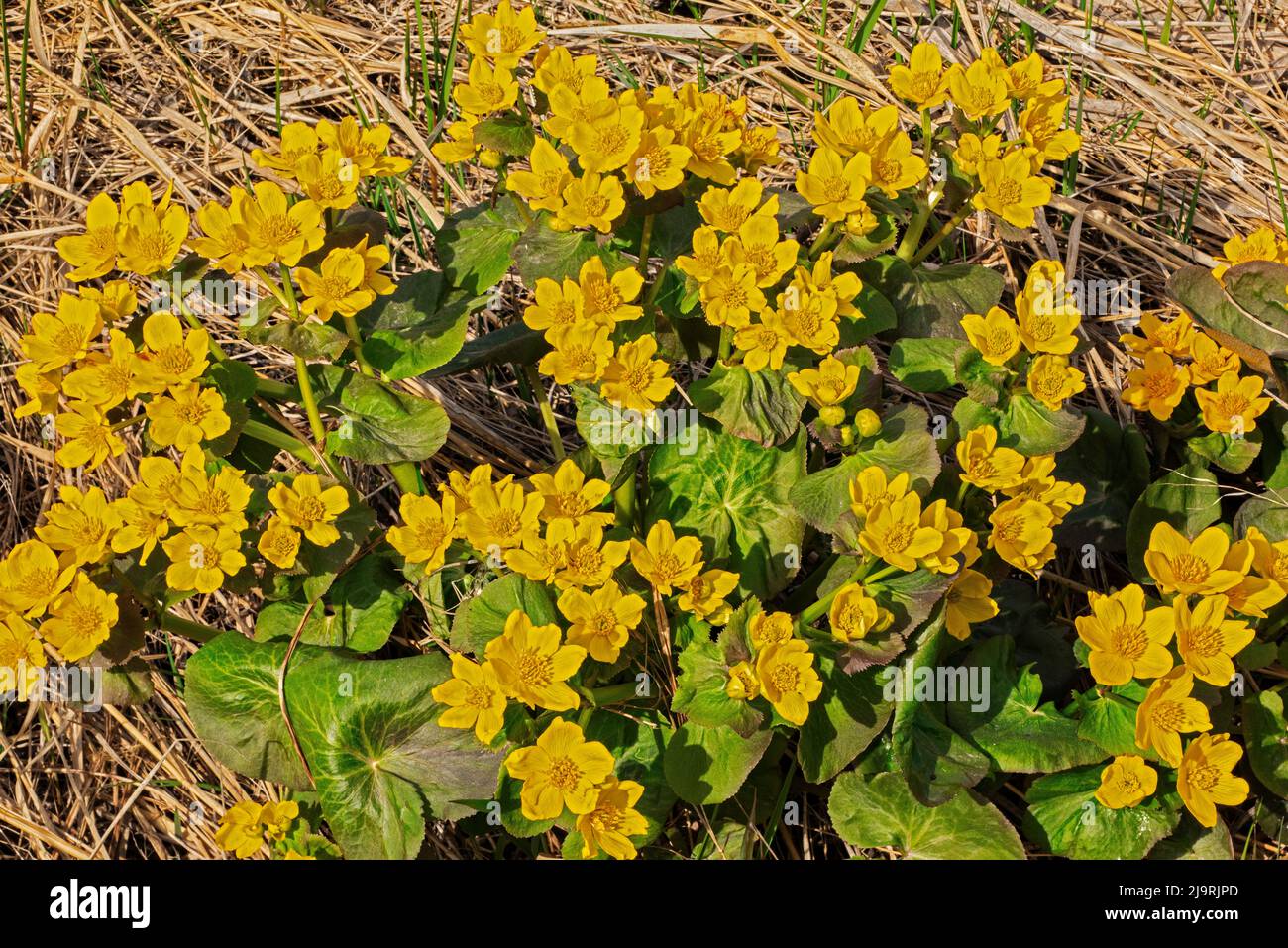 Kanada, Manitoba, Matlock. Marsh Ringelblumen aus der Nähe. Stockfoto