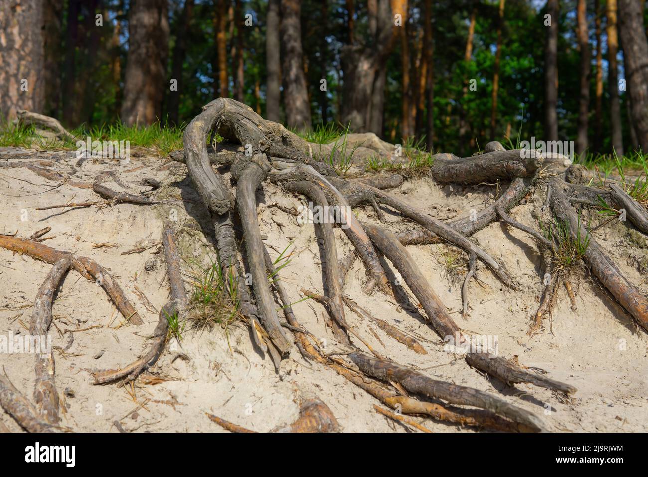 Oberfläche Baumwurzeln zeigen über dem Boden. Stockfoto