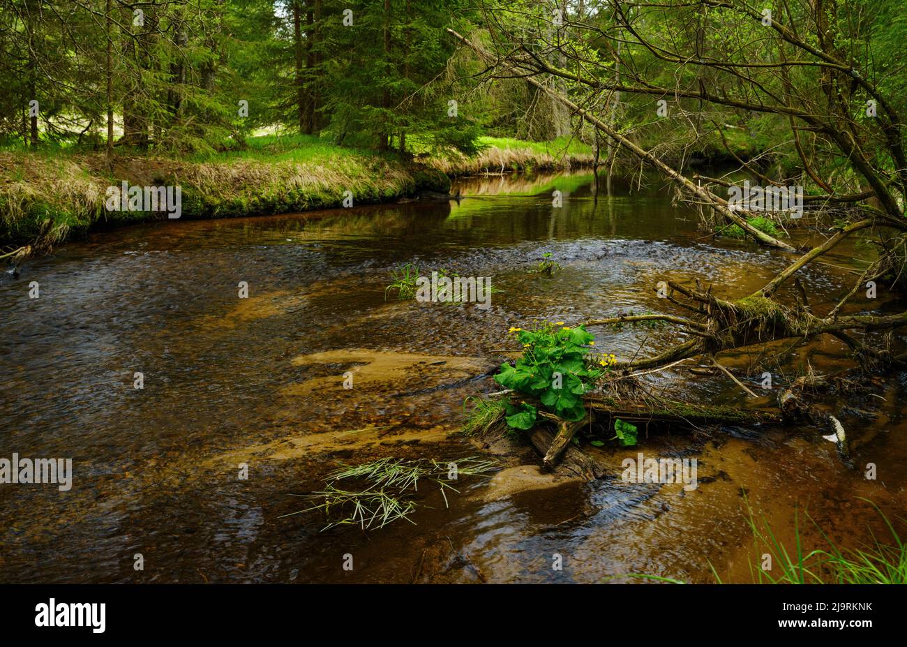 Große Ohe im Nationalpark Bayerischer Wald bei Sankt Oswald, Deutschland, Bayern. Stockfoto