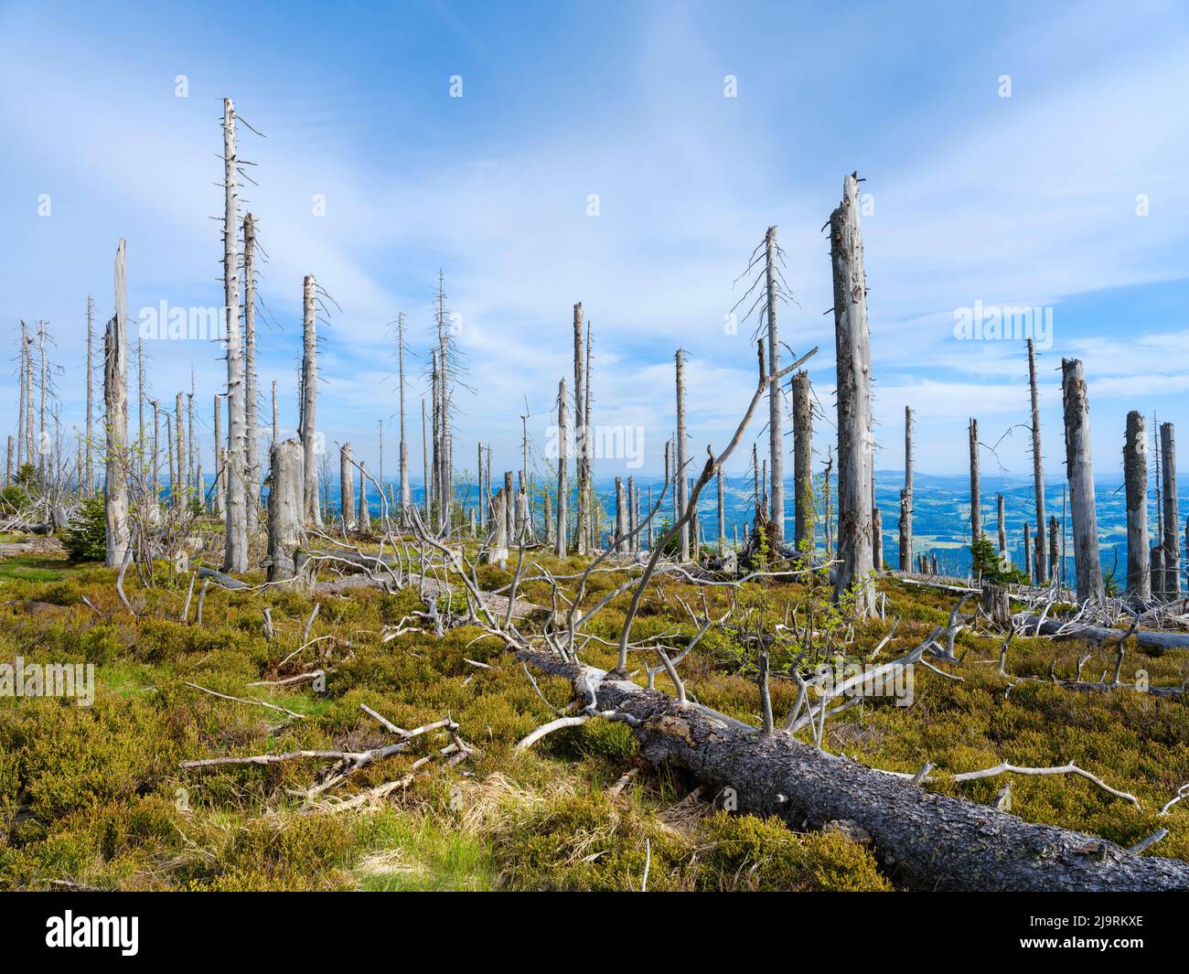 Den Dreisselberg. Ökologische Nachfolge. Grobe holzige Trümmer früherer Monokultur, die durch Rindenkäfer zerstört wurden. Zukünftiger Urwald in Bayern Stockfoto