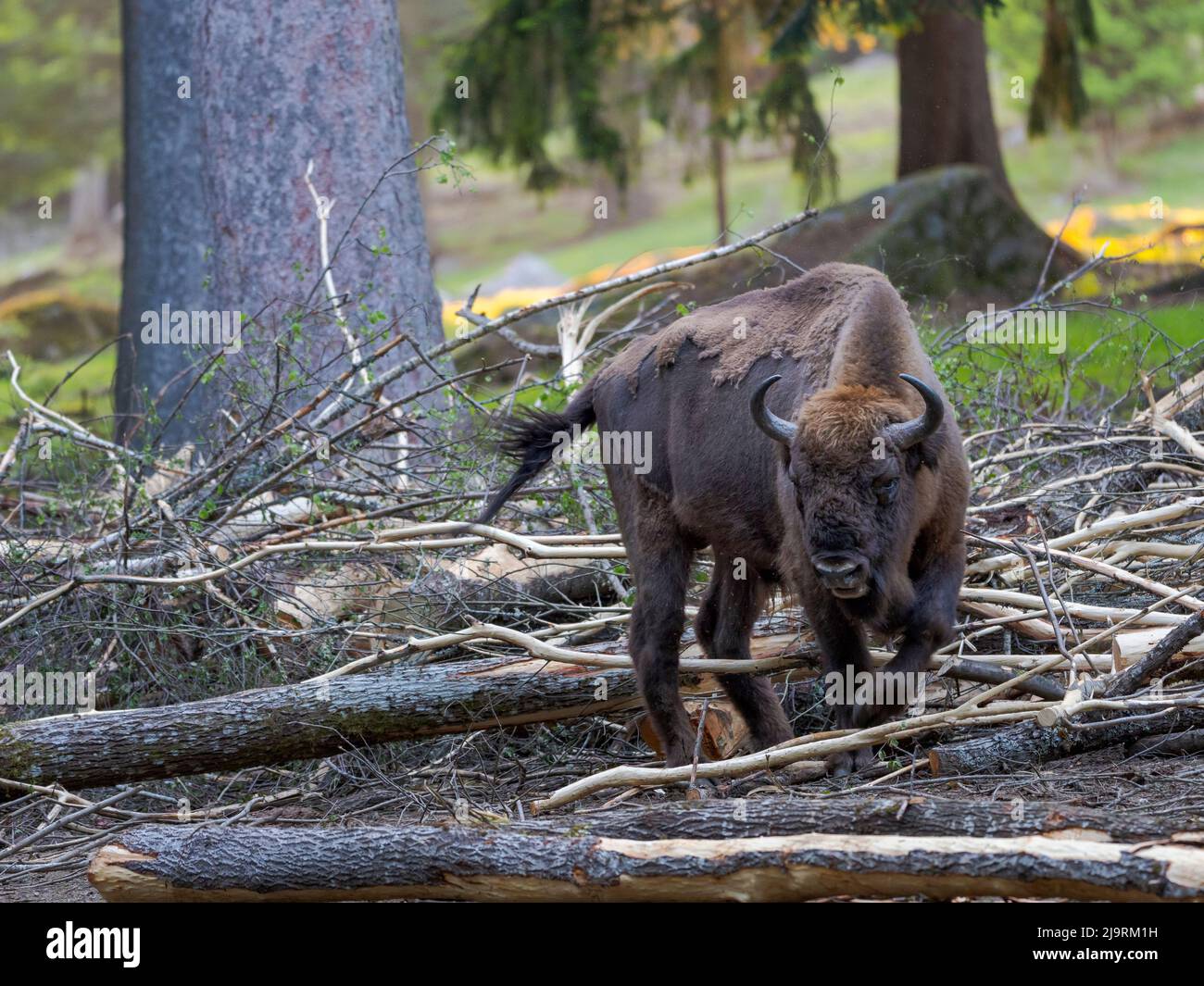 Wisent oder European Bison. Gehege im Nationalpark Bayerischer Wald, Deutschland, Bayern Stockfoto