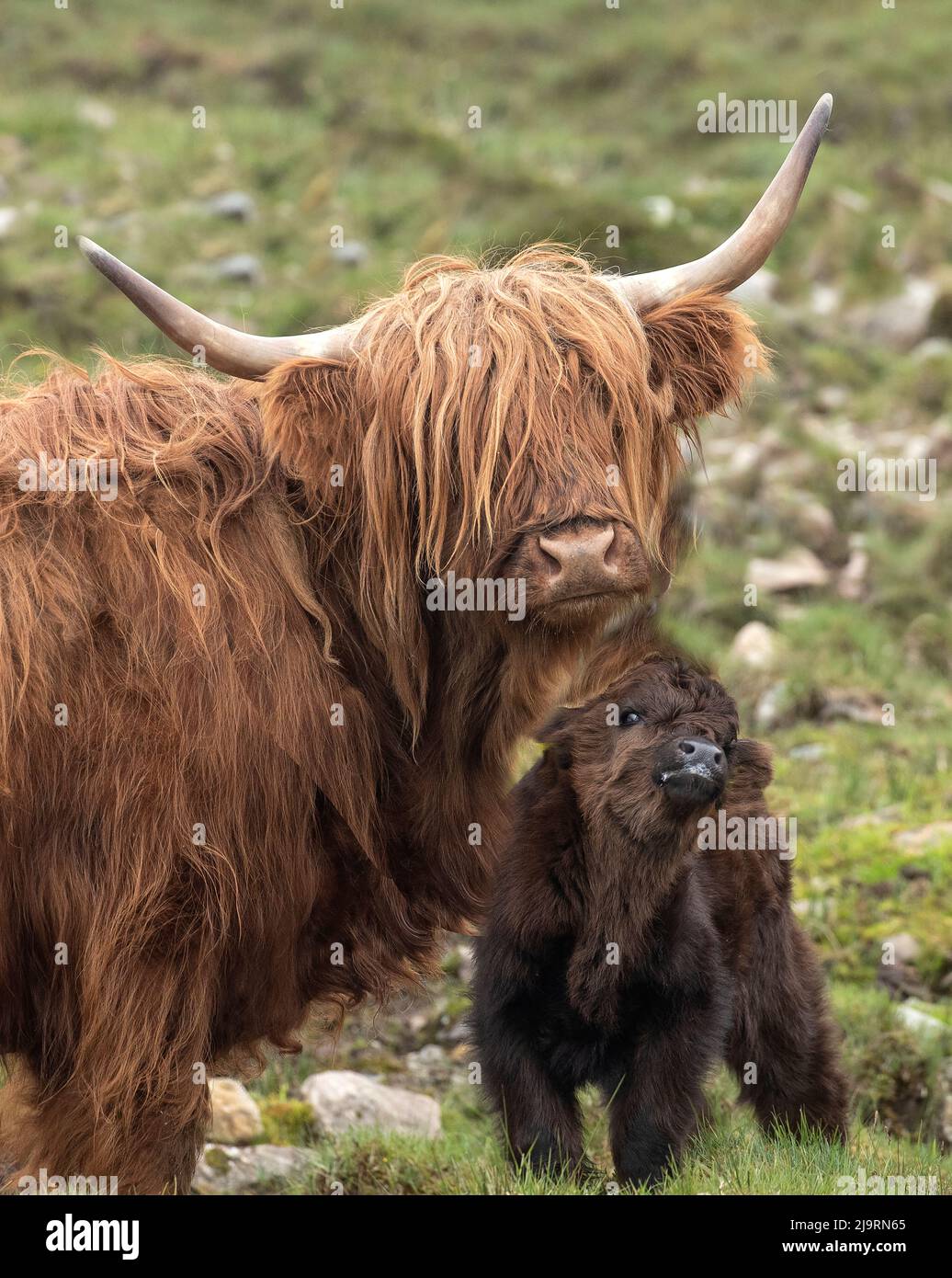 Schottland, Insel Skye. Highland Rinder Kuh und Kalb. Stockfoto