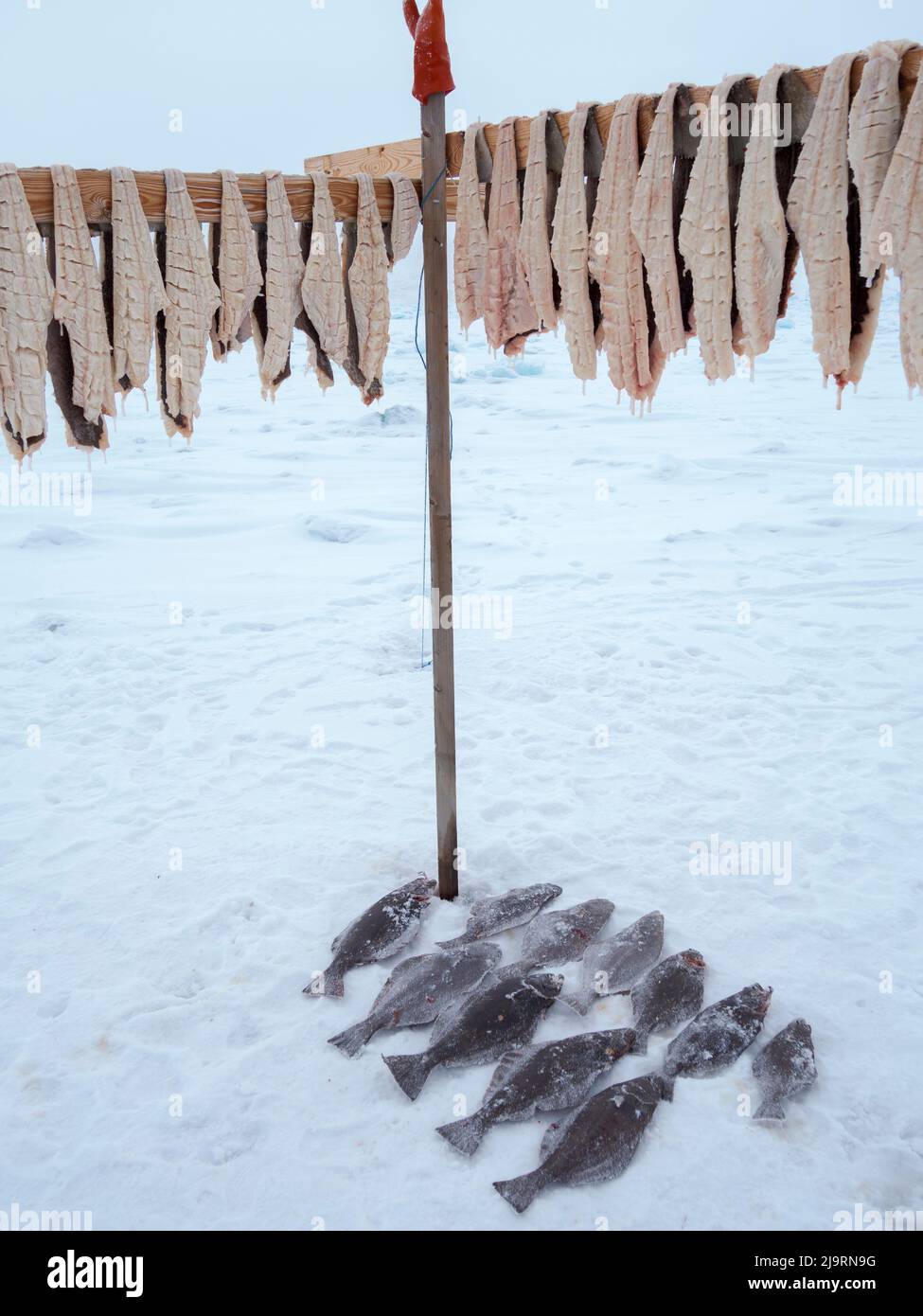 Fischercamp auf dem Meereis eines Fjords. Fischerei im Winter in der Nähe von Uummannaq im nördlichen Westgrönland jenseits des Polarkreises. Grönland, Dänisch te Stockfoto