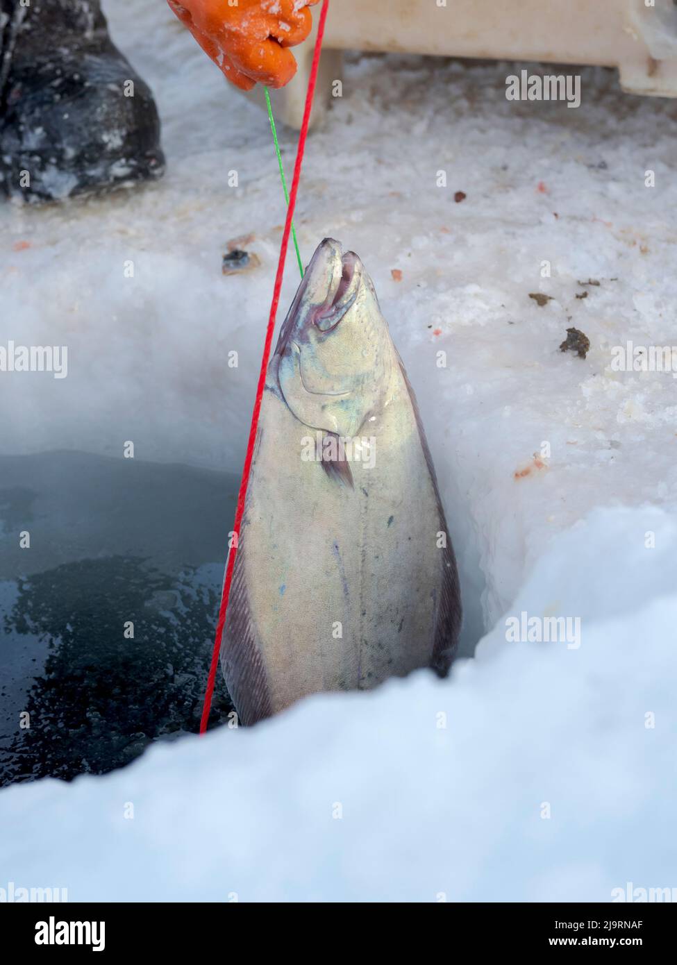 Fischer auf dem Meereis eines Fjords mit einer langen Linie. Fischerei im Winter in der Nähe von Uummannaq im nördlichen Westgrönland jenseits des Polarkreises. Grenl Stockfoto