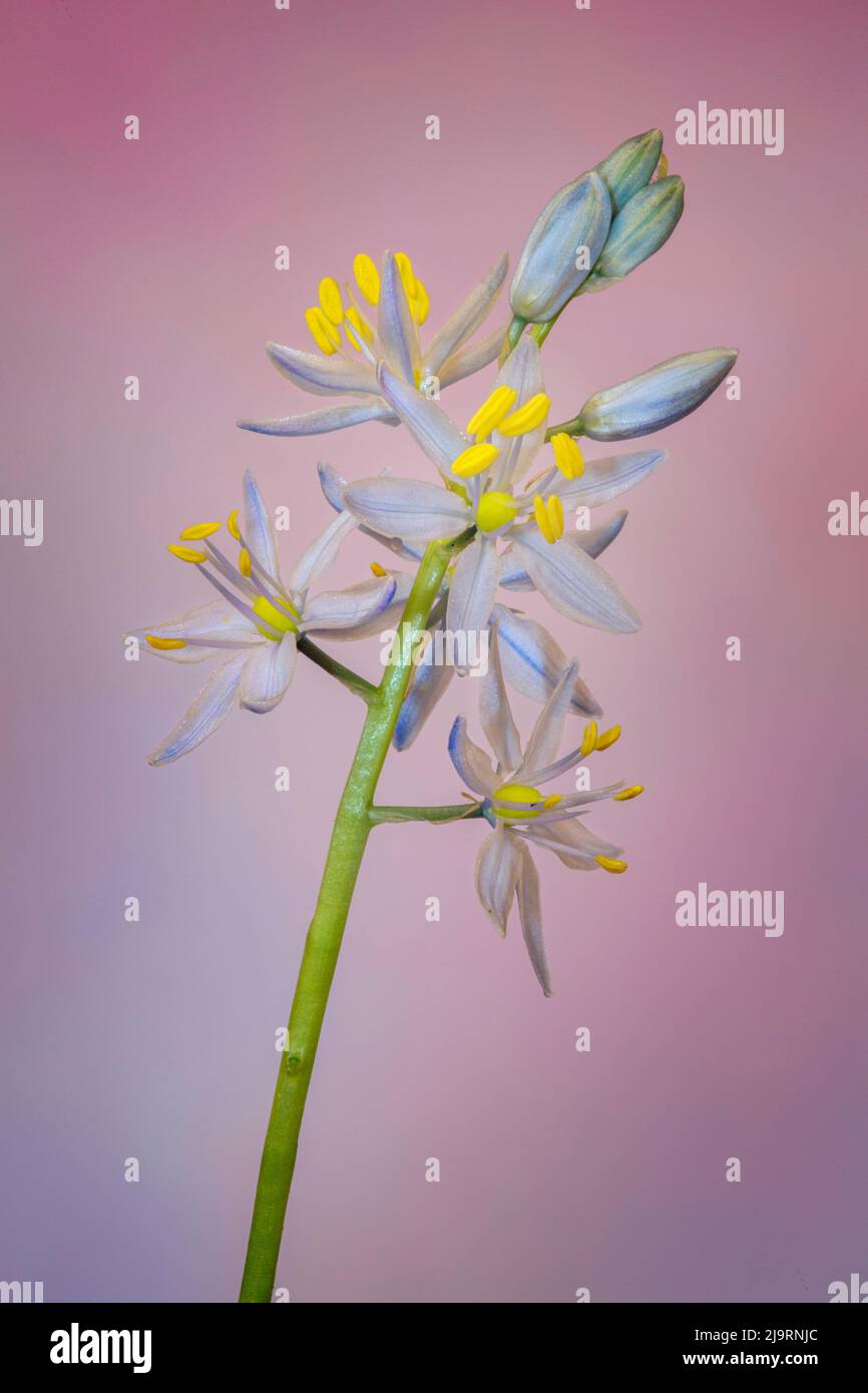 Wilde Hyazinthe oder atlantische Kamas Stockfoto