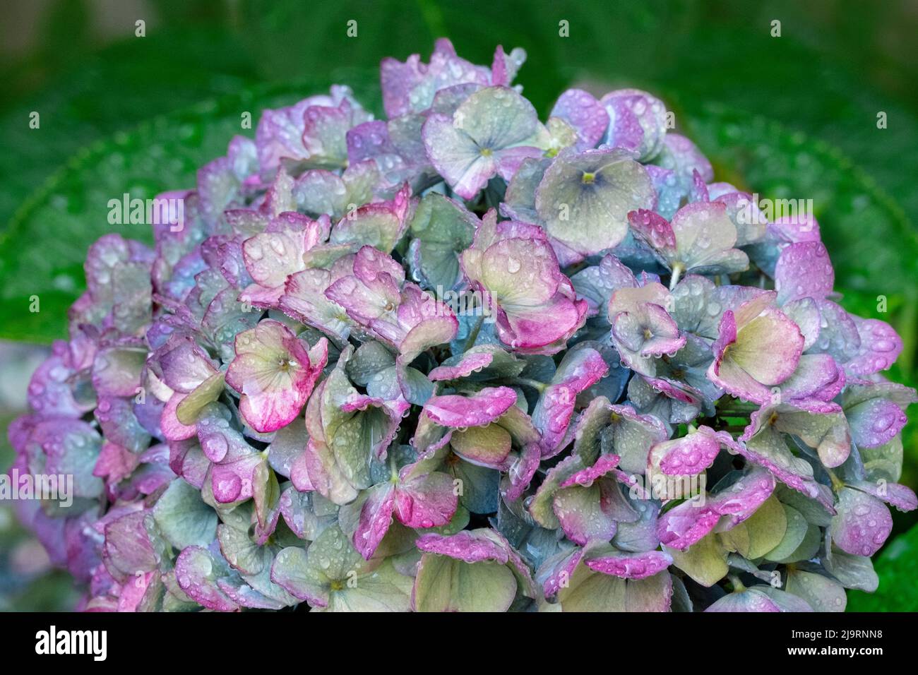 Blaue Großblatt-Hortensien Stockfoto