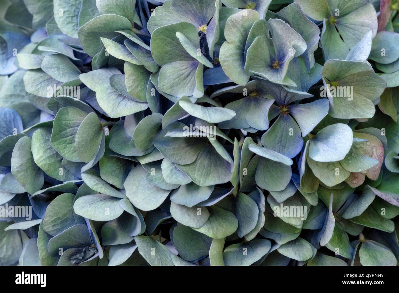Blaue Großblatt-Hortensien Stockfoto