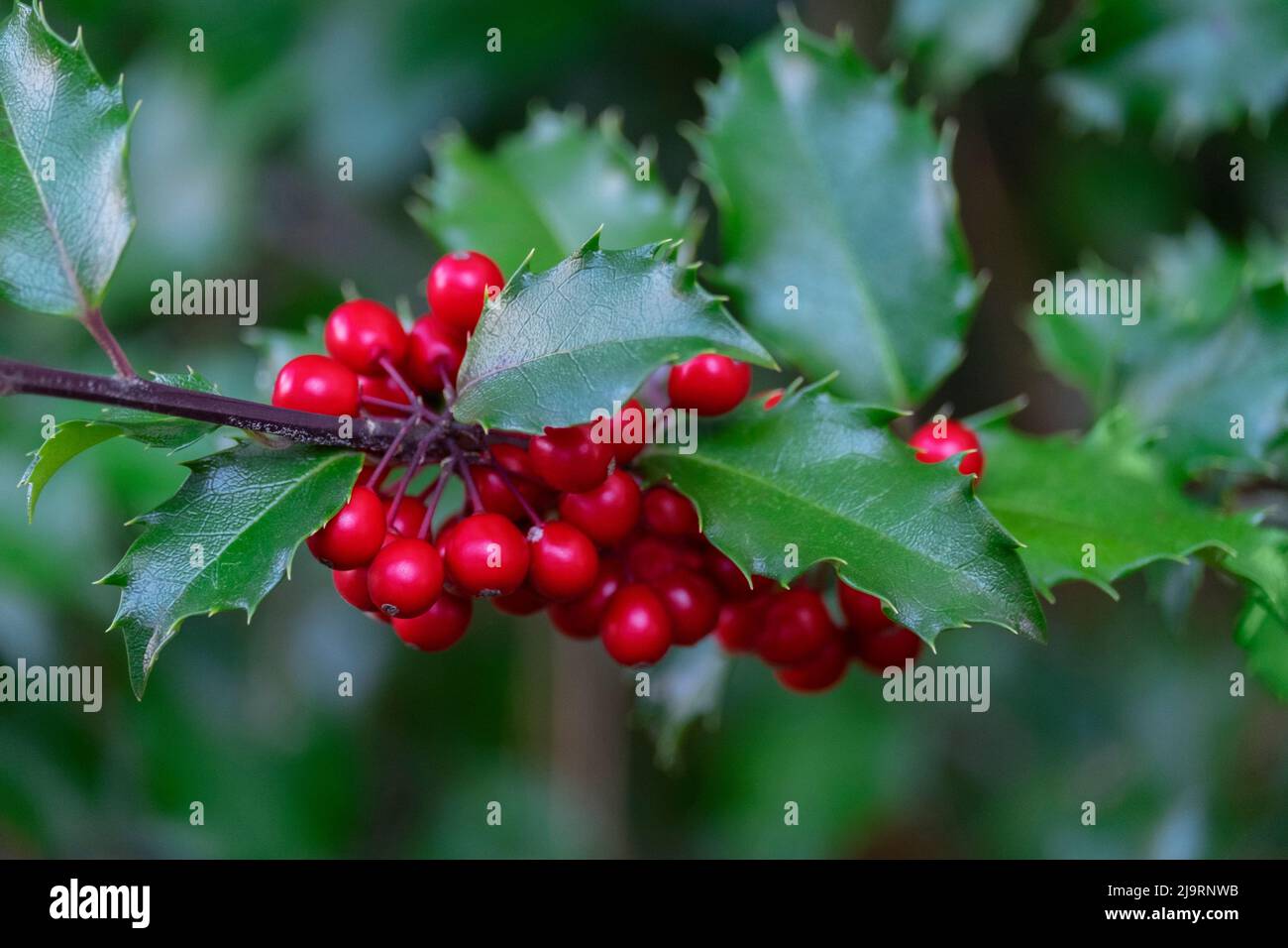 Gewöhnlicher Stechpalme Stockfoto