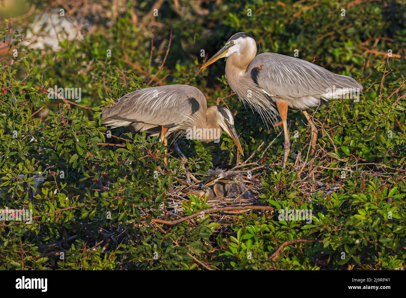 Paar brütende Blaureiher und Küken im Nest Stockfoto