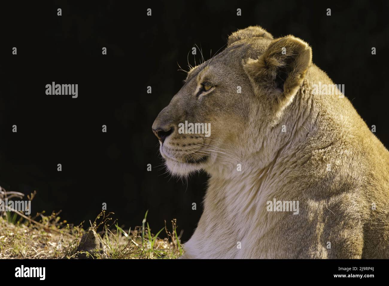 Weibliche Löwen Stockfoto