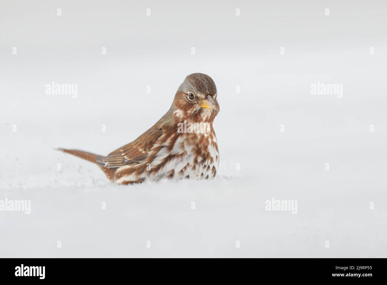 Fuchssparrow auf der Nahrungssuche im Schnee. Stockfoto