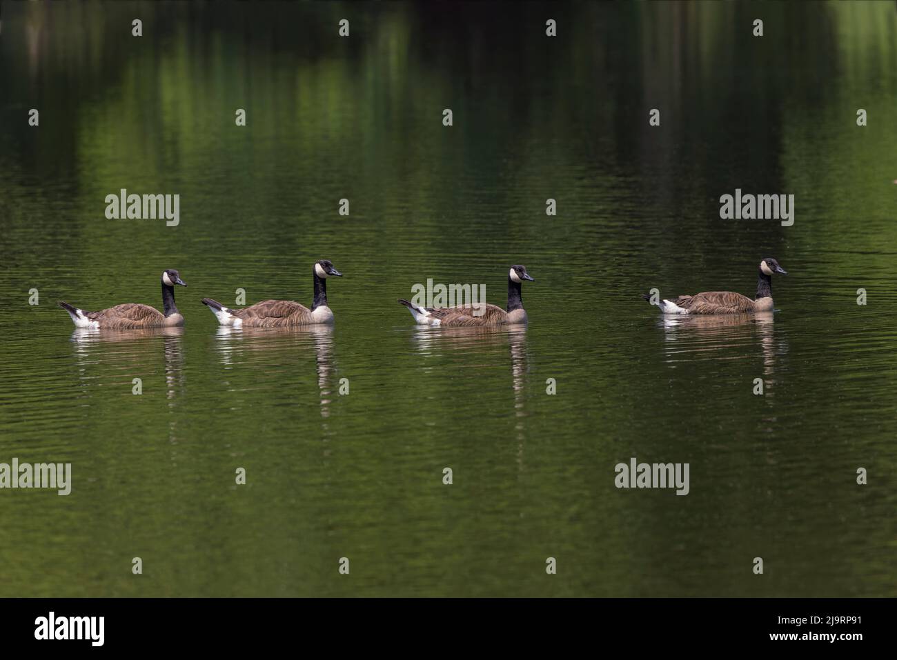 Kanadagänse schwimmen zusammen Stockfoto