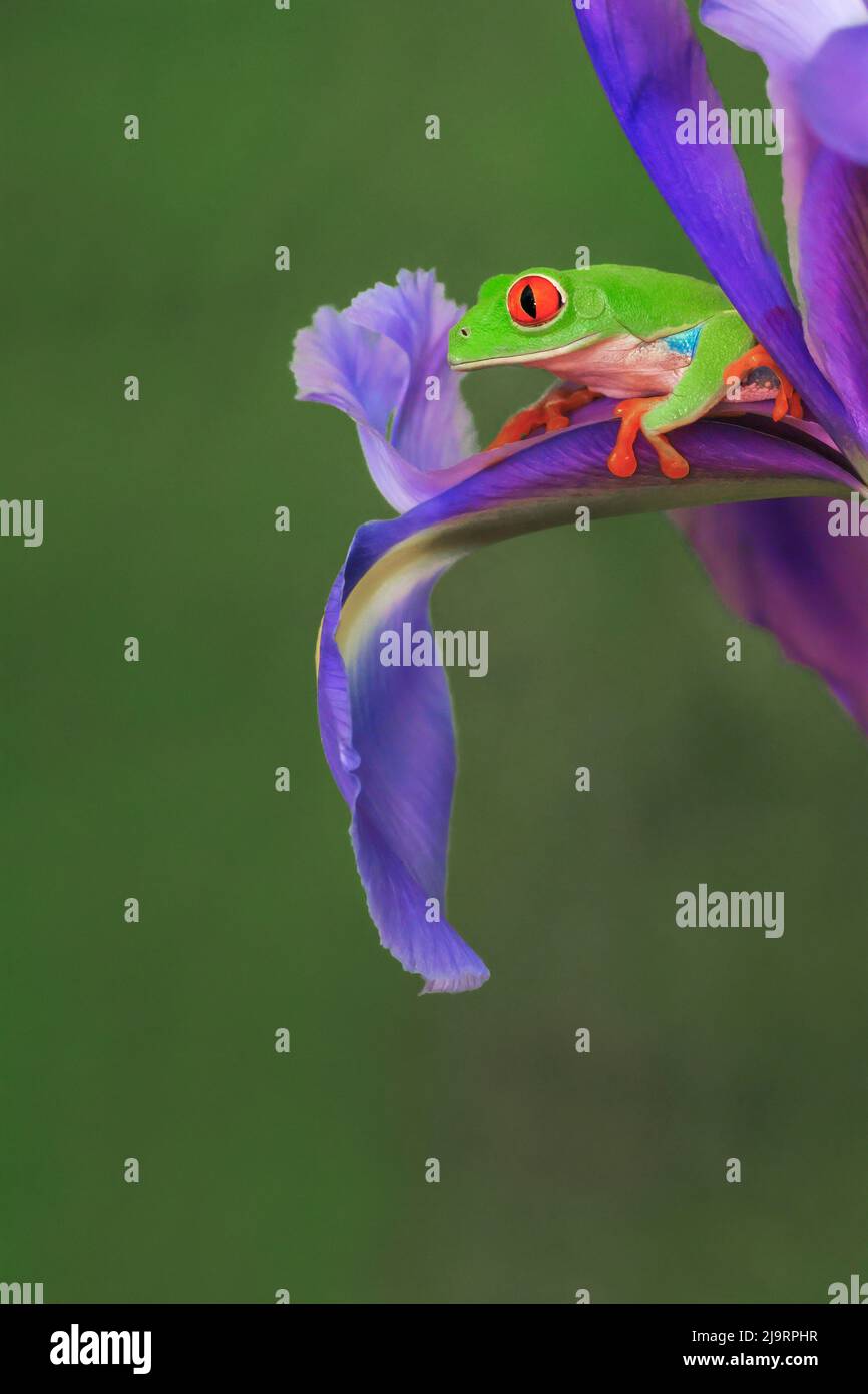 Der rotäugige Baumfrosch klettert auf die Irisblume. Stockfoto