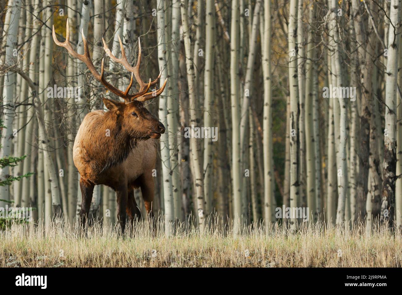Rocky Mountain Bullenelch, dicke Espen Stockfoto
