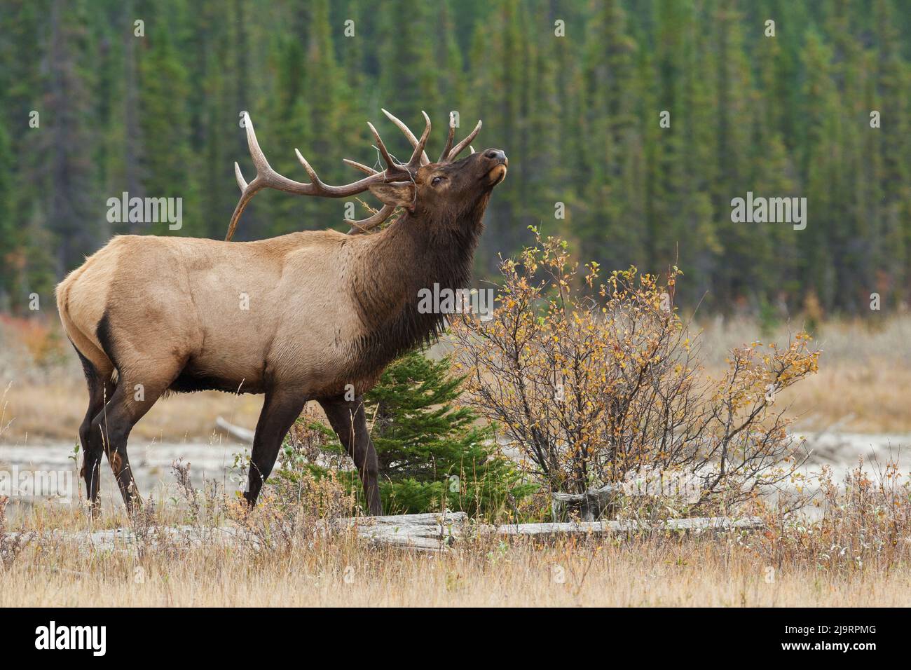 Rocky Mountain bull elk Stockfoto