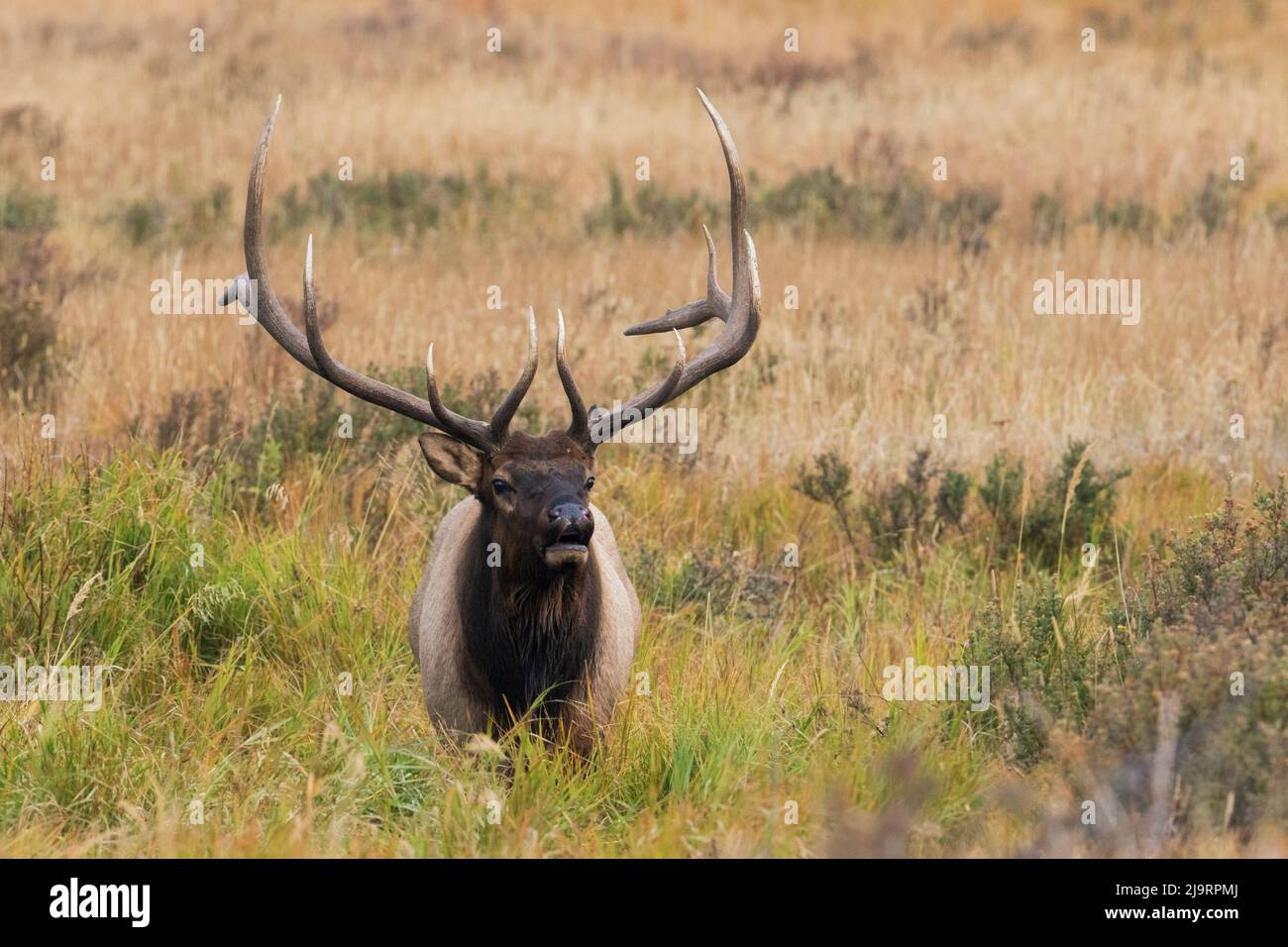 Rocky Mountain bull elk Stockfoto