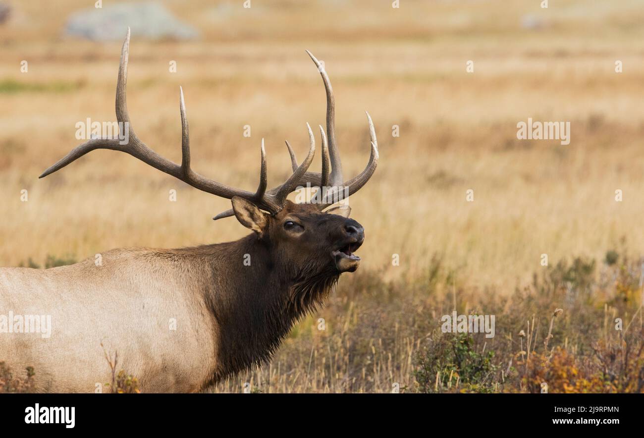 Stier Elch hallten Stockfoto