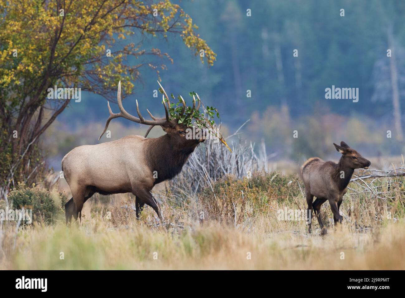 Bullenelch rundet das Kalb auf Stockfoto
