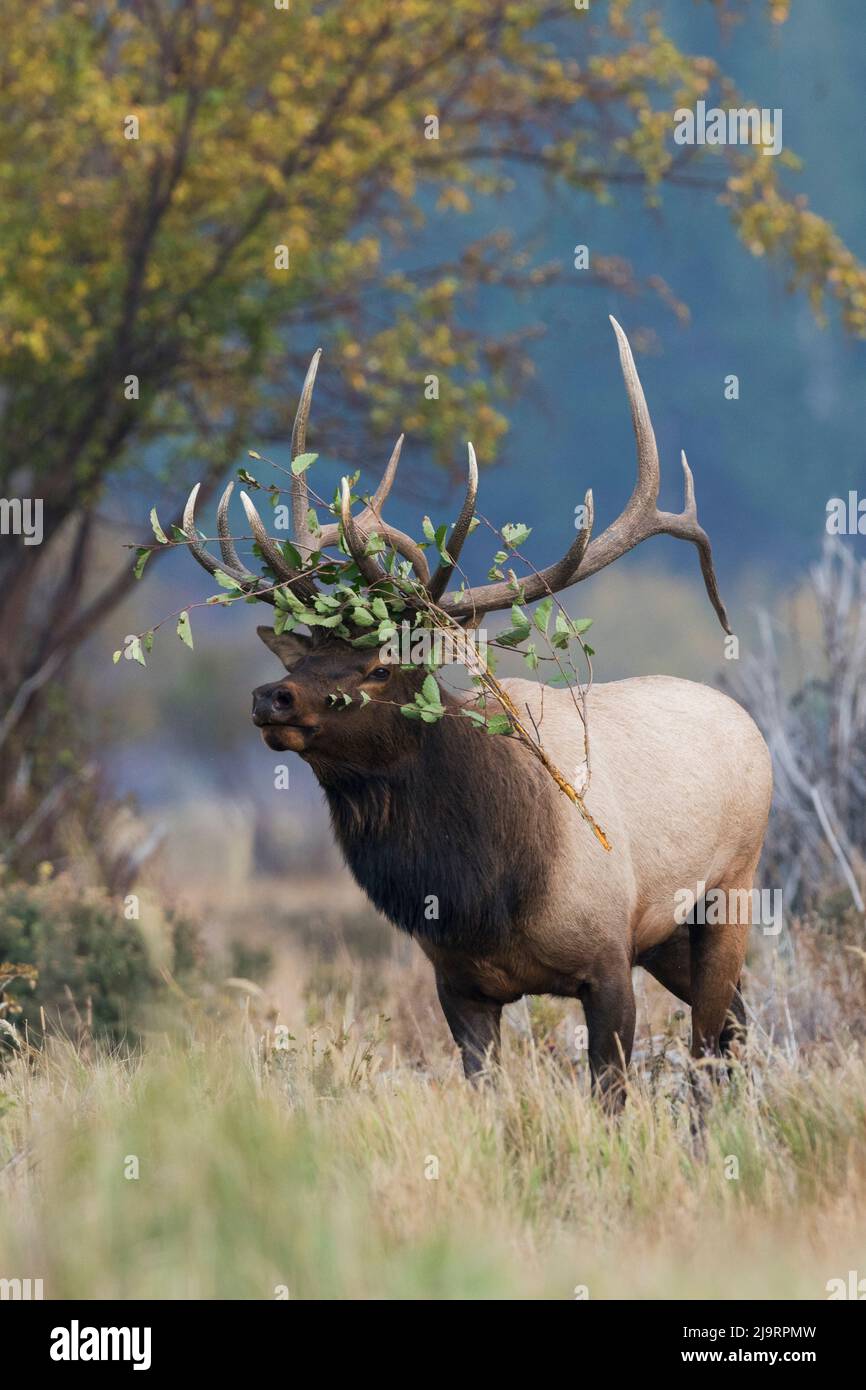Rocky Mountain Bullenelch mit Kopfschmuck Stockfoto