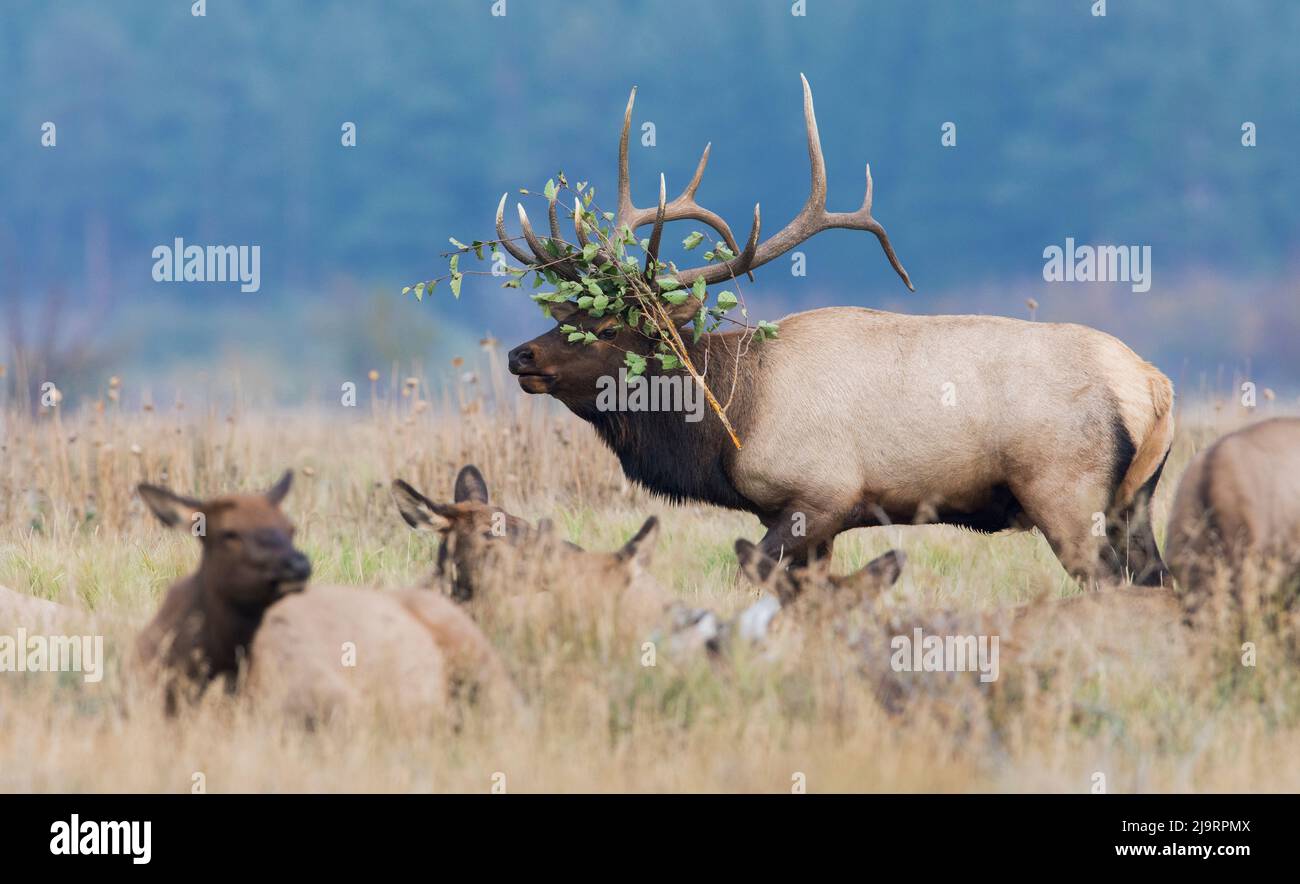 Bullenelch zeigt seine neue Kopfbedeckung Stockfoto