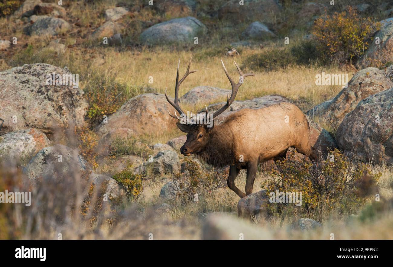 Bulle Elch in Bewegung Stockfoto