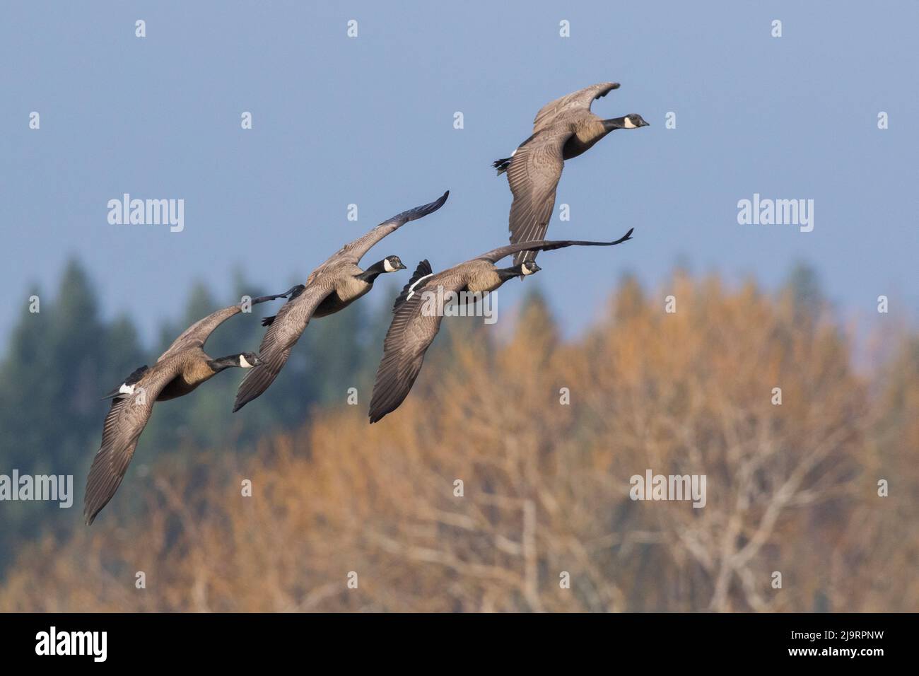 Kanadagänse Stockfoto