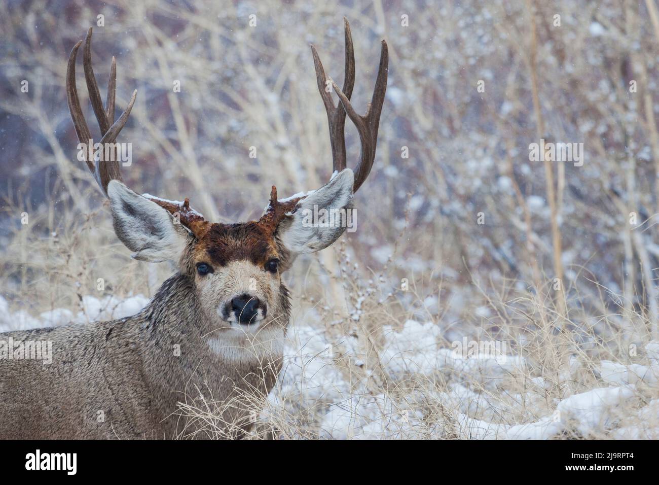 Maultier-Hirschbock, Nahaufnahme im Wintersturm Stockfoto