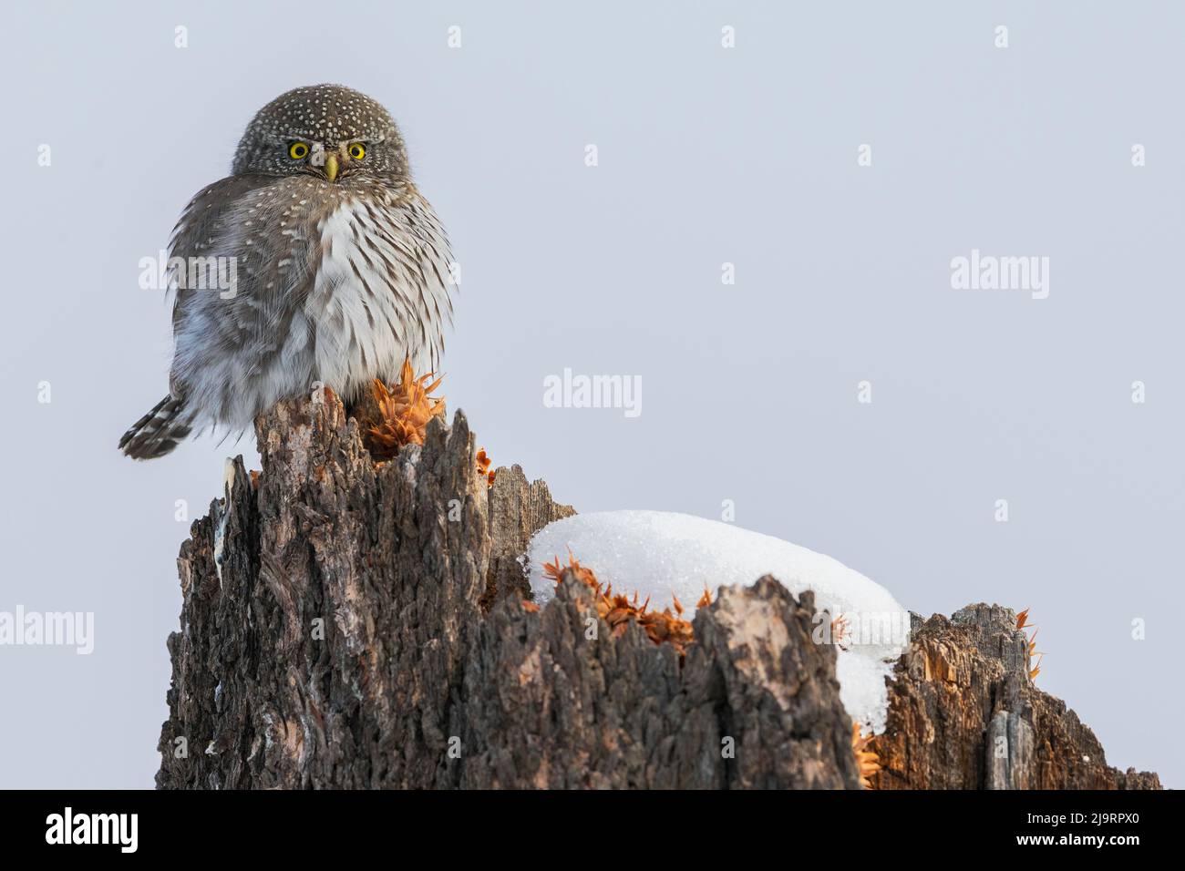 Nördlichen Sperlingskauz Stockfoto