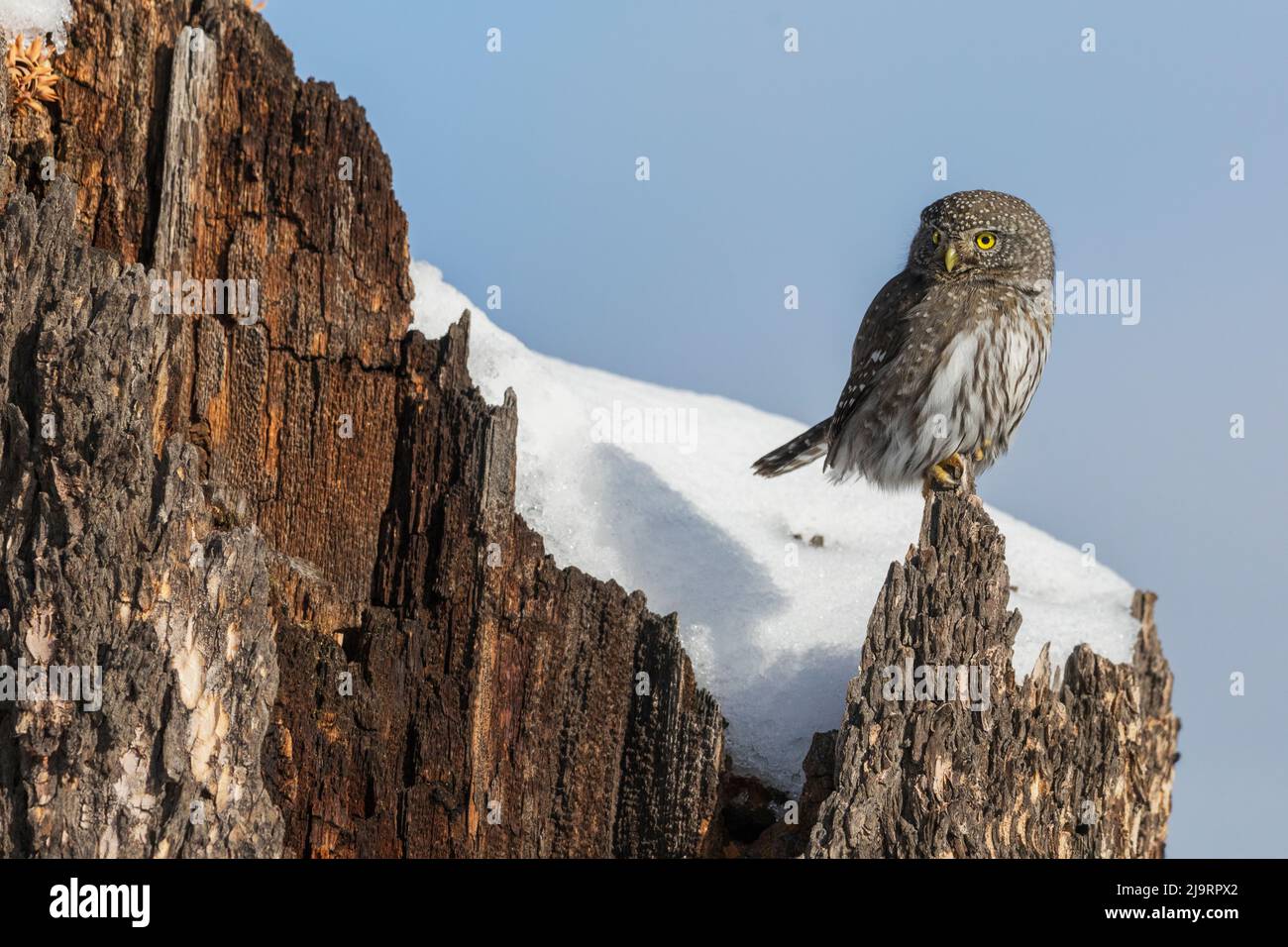 Nördlichen Sperlingskauz Stockfoto