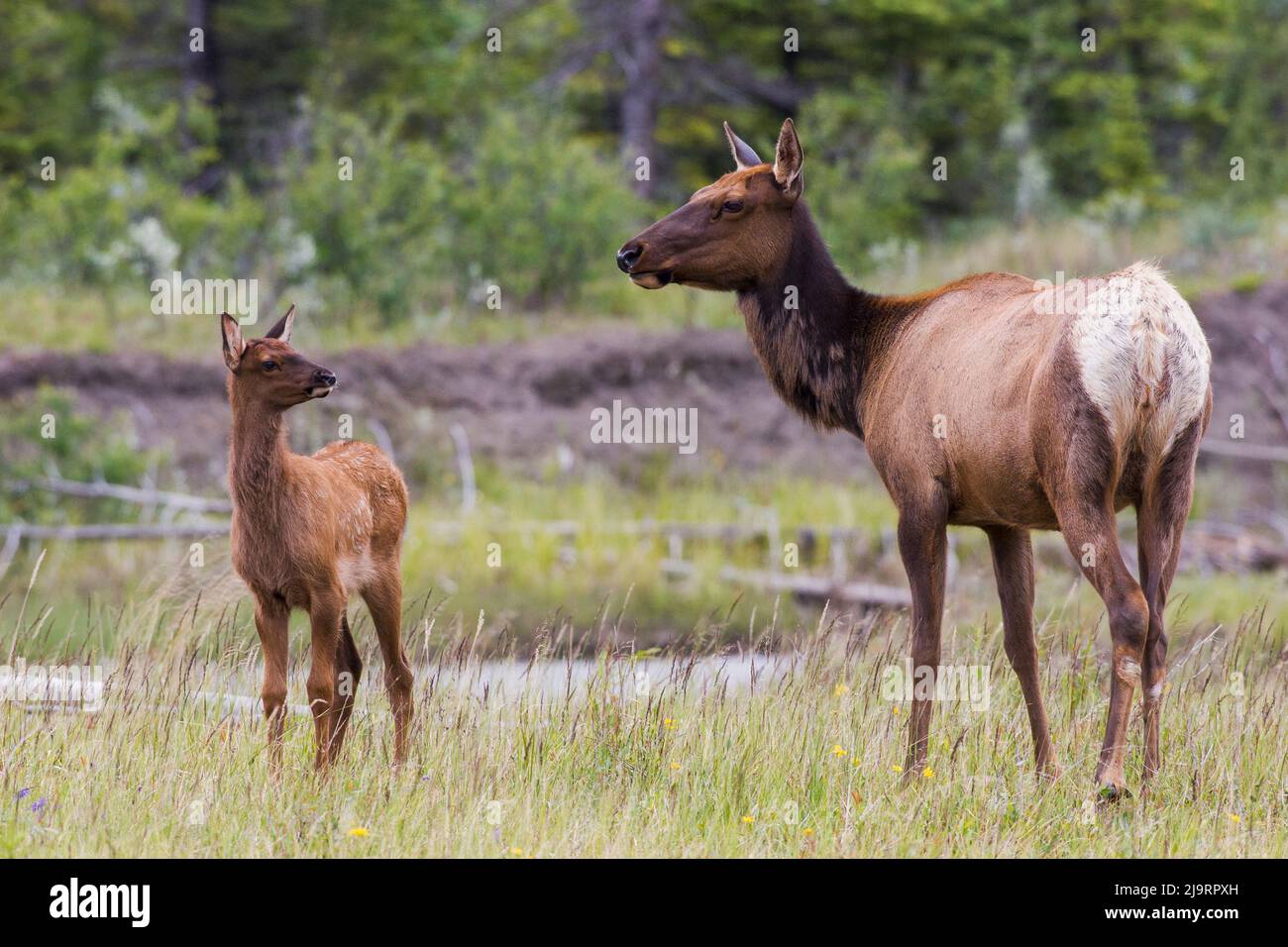 Rocky Mountain Elk Kuh mit Kalb Stockfoto